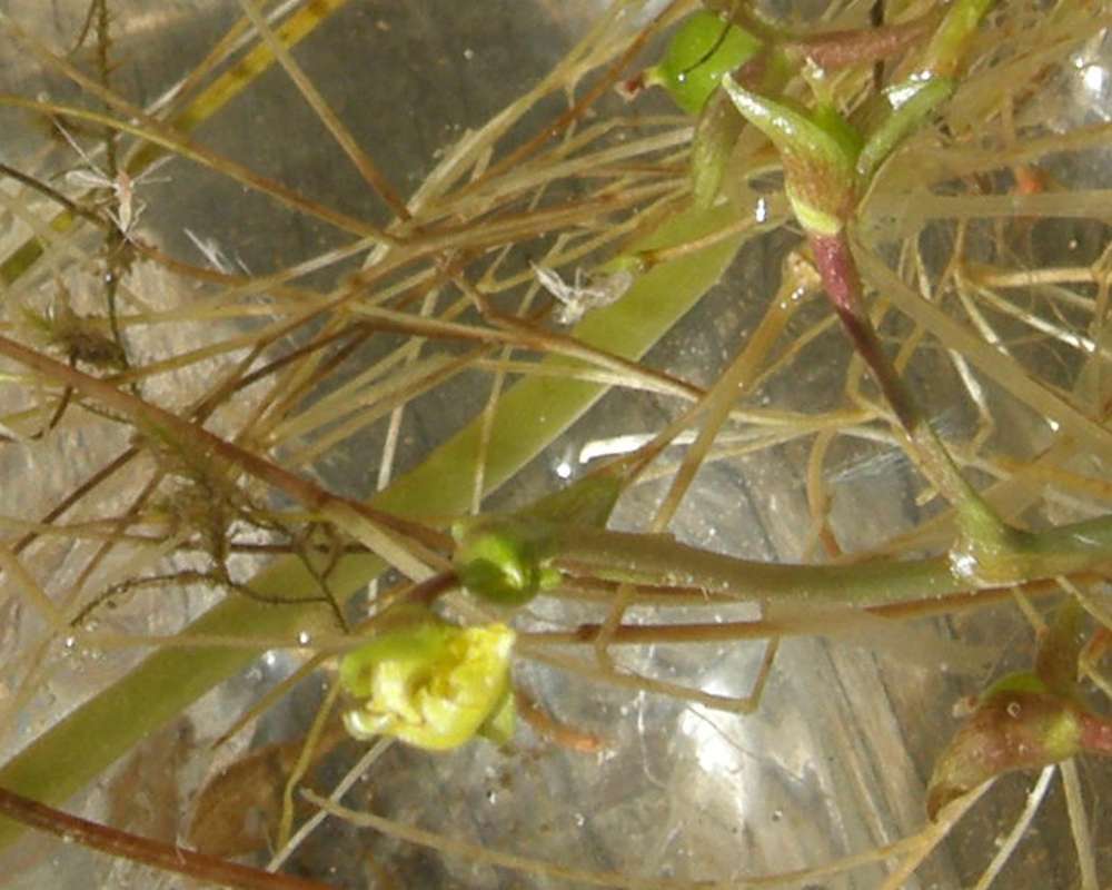 Stems<br>(Location of Picture: Blue Lake, Wa., , USA, Fall 2013)