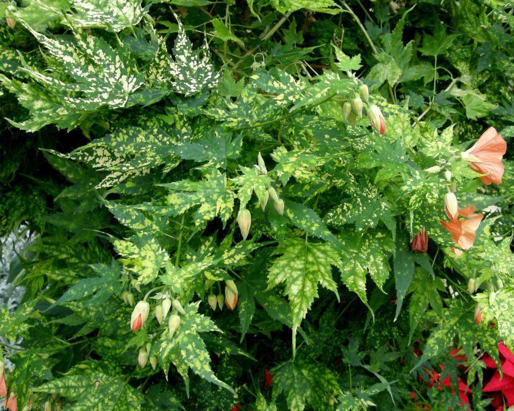 Top of Plant<br>(Location of Picture: Manito Park, Washington, USA. 2014)