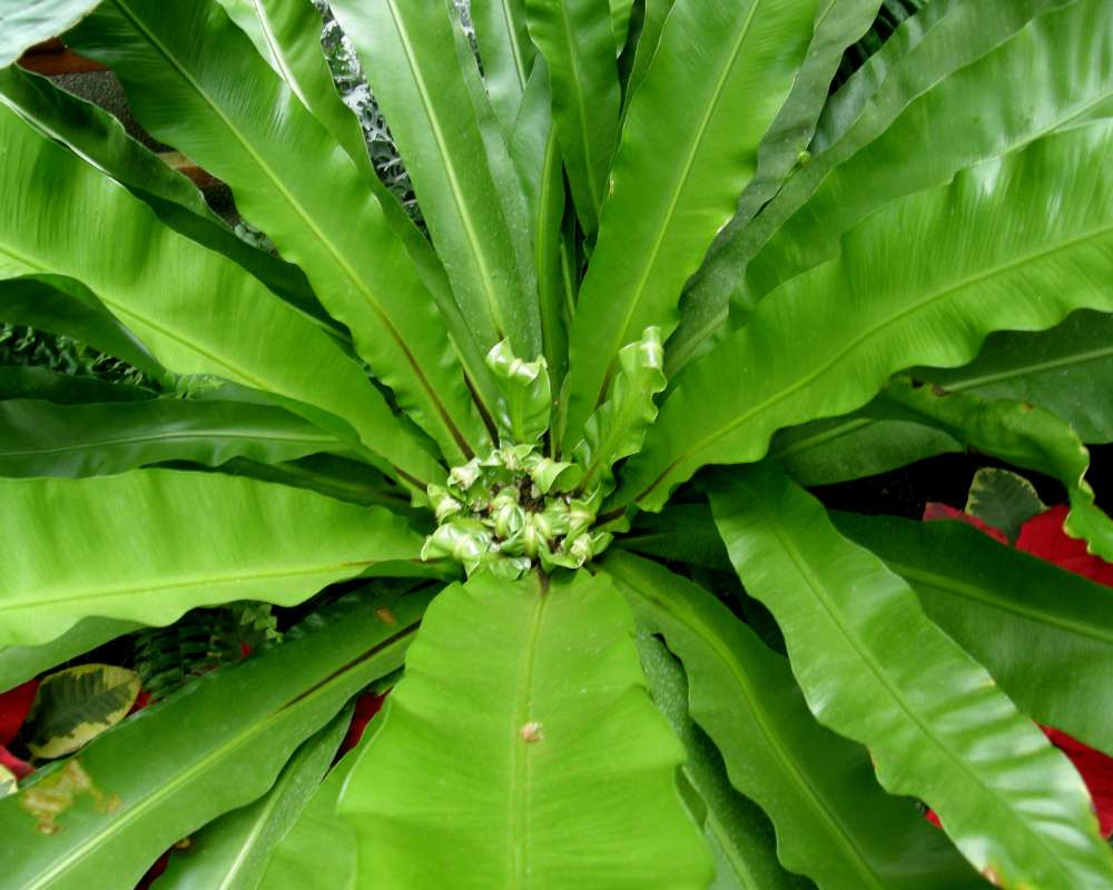 Center of Plant<br>(Location of Picture: Manito Garden, Washington, 2014)