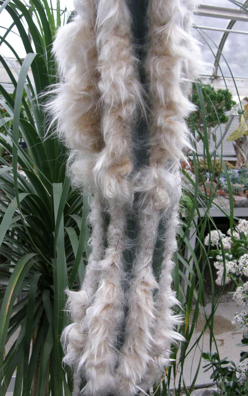 Hairy Stem - Close View<br>(Location of Picture: Manito Garden, Wa., USA, 2014)