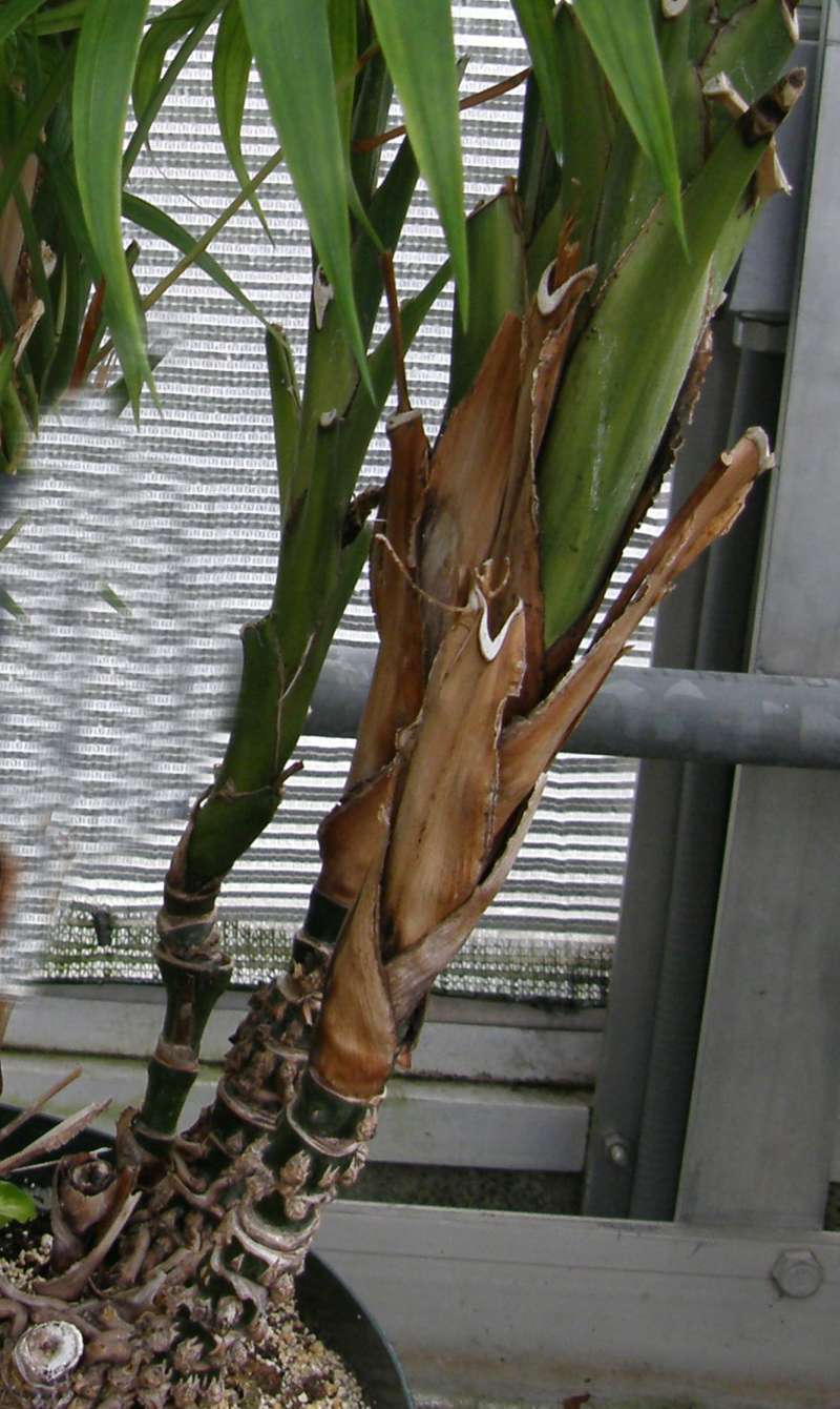 Trunk<br>(Location of Picture: Manito Garden, Wa., USA, 2014)