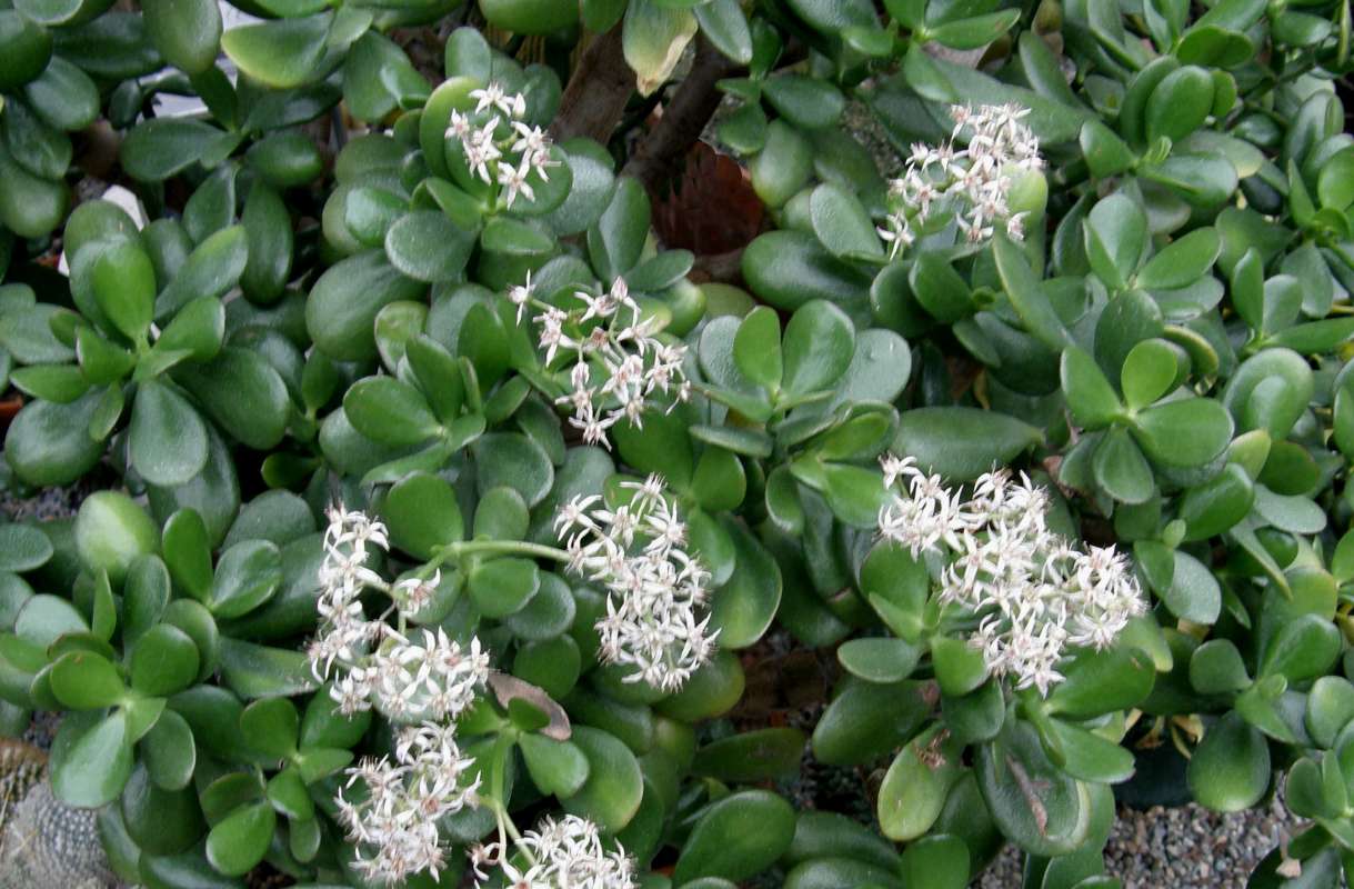 Top of Plant in Bloom<br>(Location of Picture: Manito Garden, Washington, USA, '14)