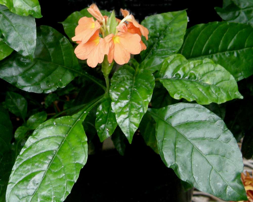 Top of Plant in Bloom<br>(Location of Picture: Manito Garden, Wa., USA, 2014)