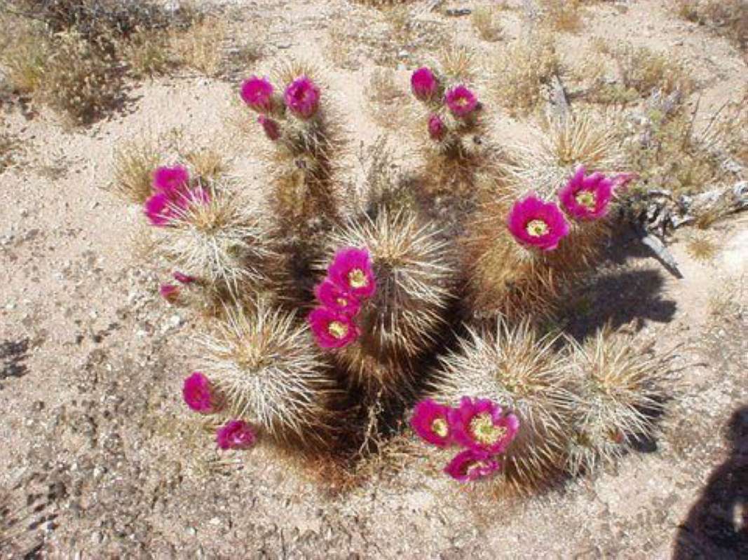 Habitat<br>(Location of Picture: Arizona Desert, 2014)