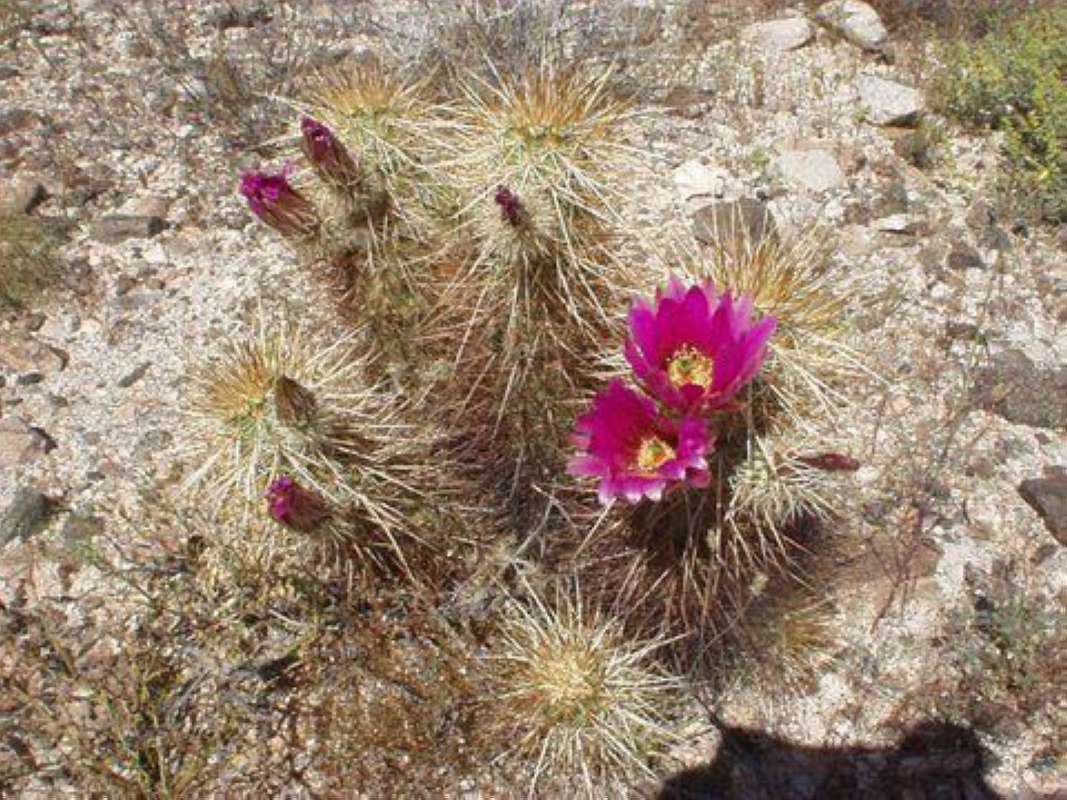 Silhouette<br>(Location of Picture: Arizona Desert, 2014)