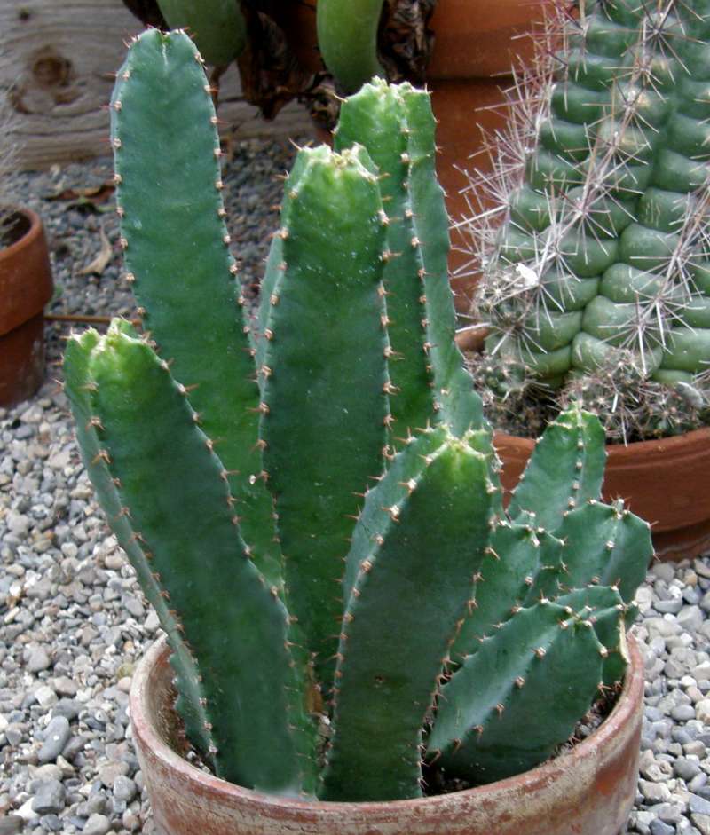 Side View<br>(Origin of the Specimen: Manito Garden, 2014)