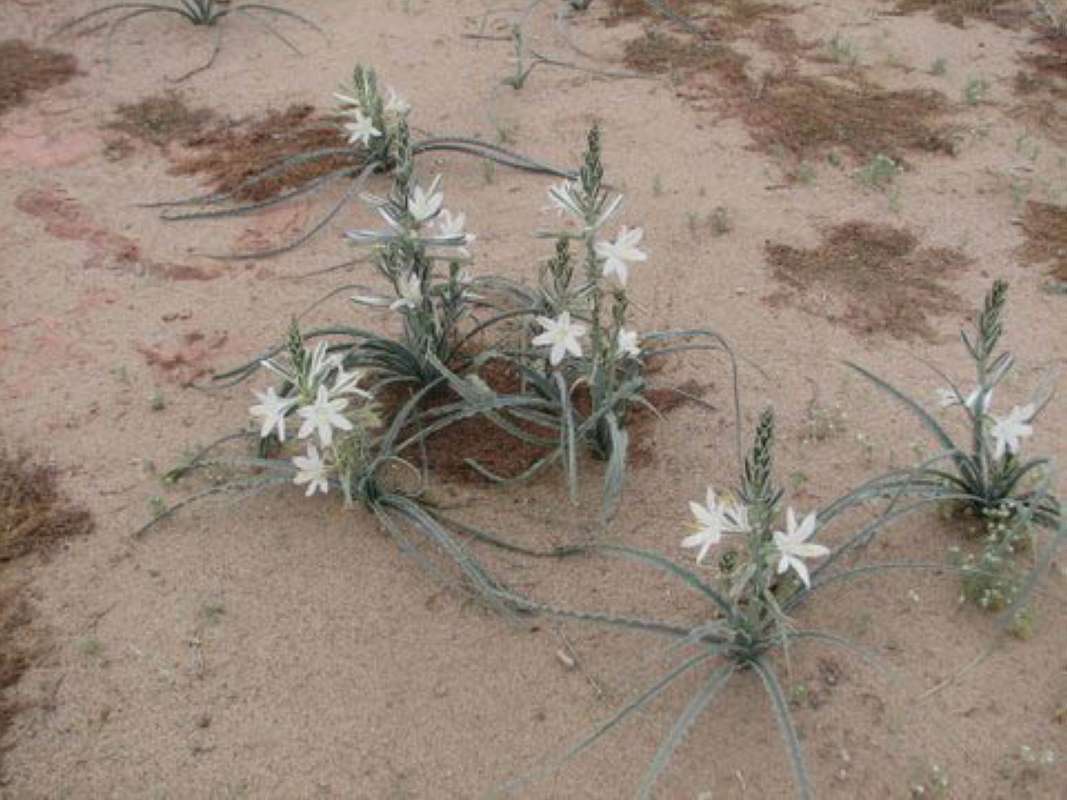 Habitat View<br>(Location of Picture: Arizona Desert, near Mexico, 2014)