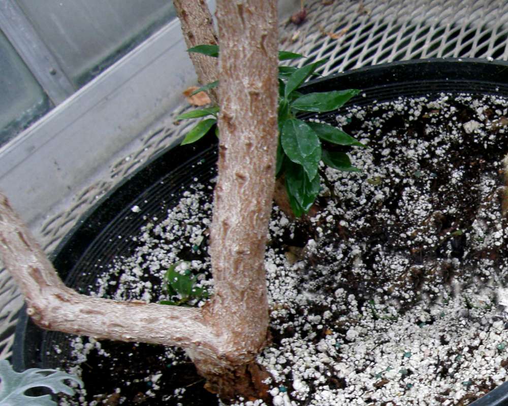 Bark<br>(Location of Picture: Manito Garden, Wa., USA, 2014)