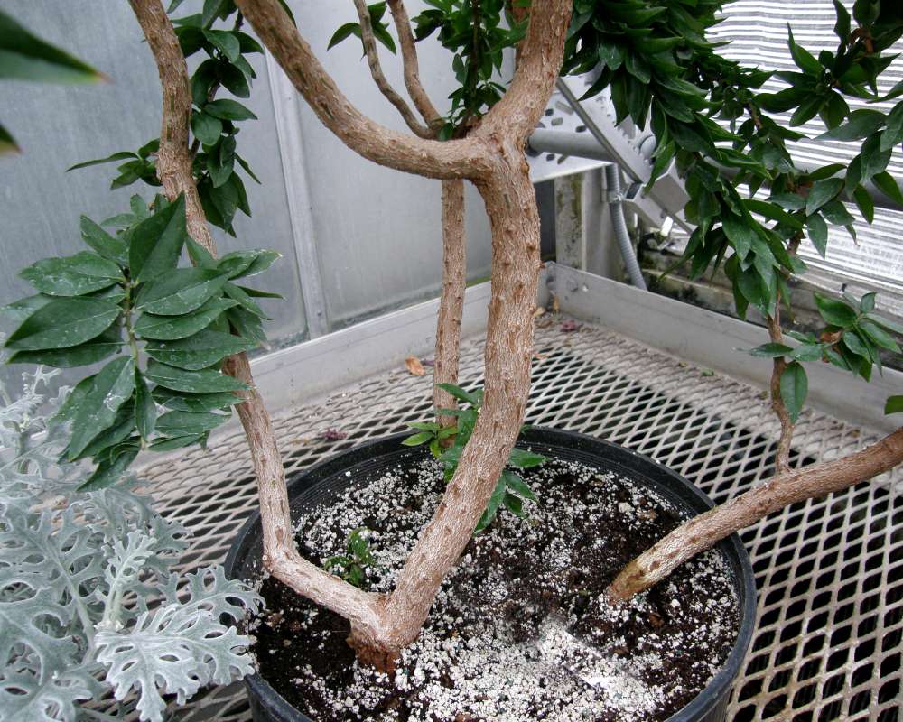 View of Base of Plant<br>(Location of Picture: Manito Garden, Wa., USA, 2014)