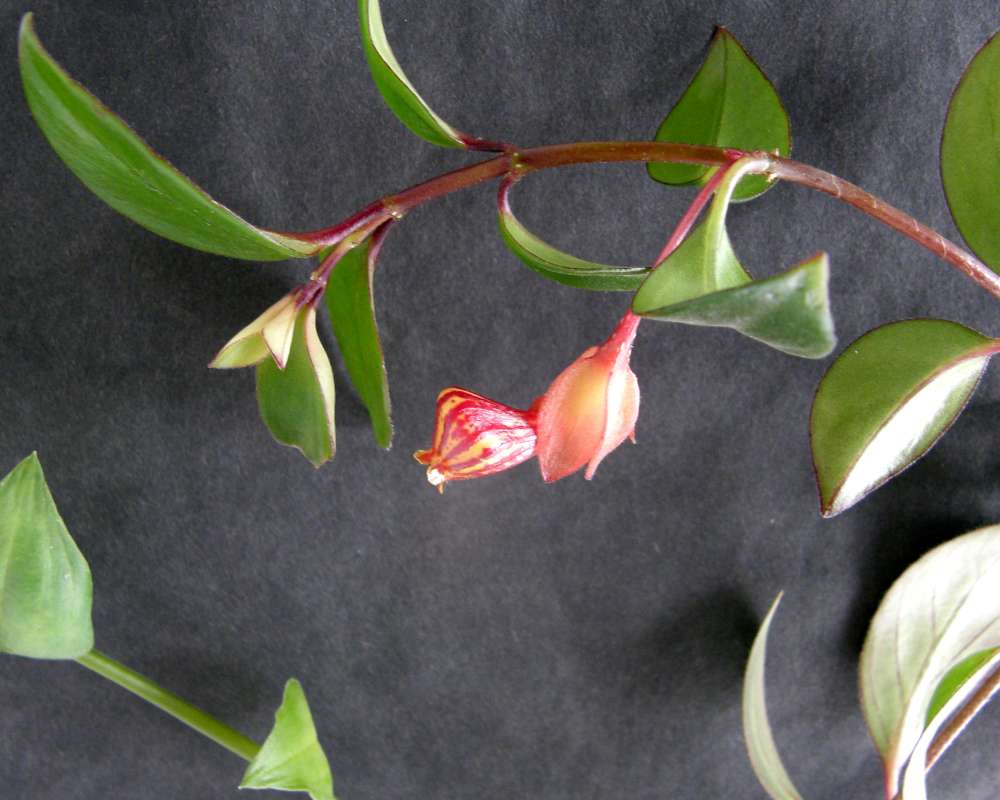 Top of Plant in Bloom<br>(Location of Picture: Private Location, Wa., , USA,  2014)