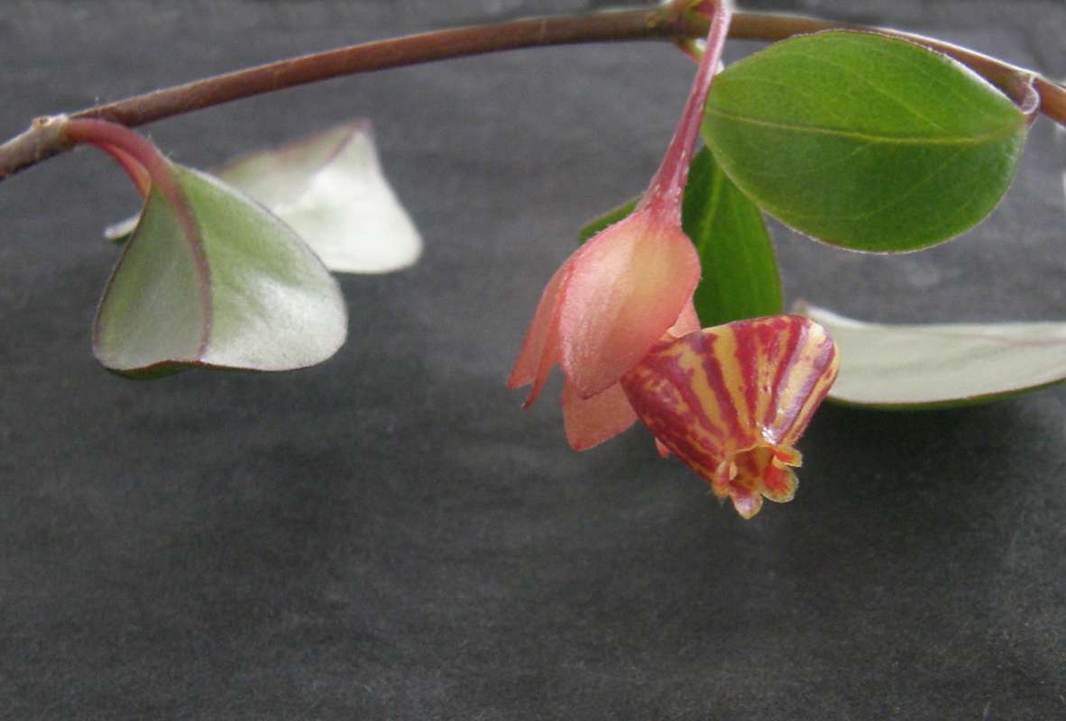 Flower - Front<br>(Location of Picture: Private Location, Wa., , USA,  2014)