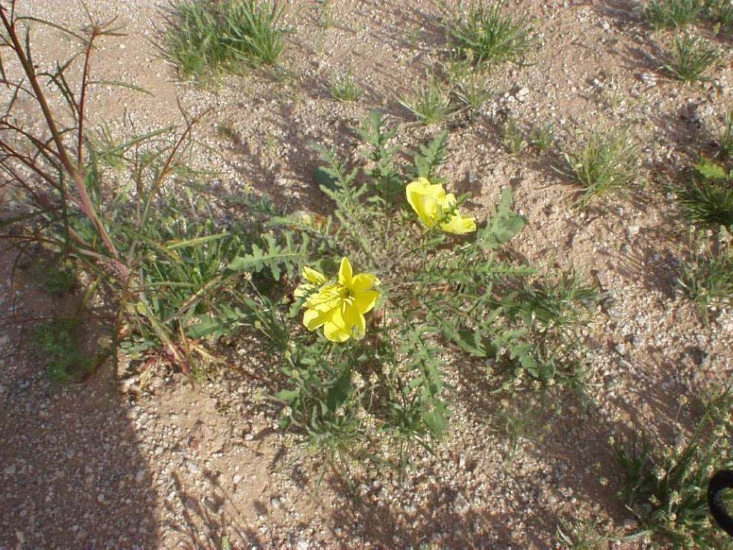 Habitat View<br>(Location of Picture: Arizona, near Mexico, USA, 2014)