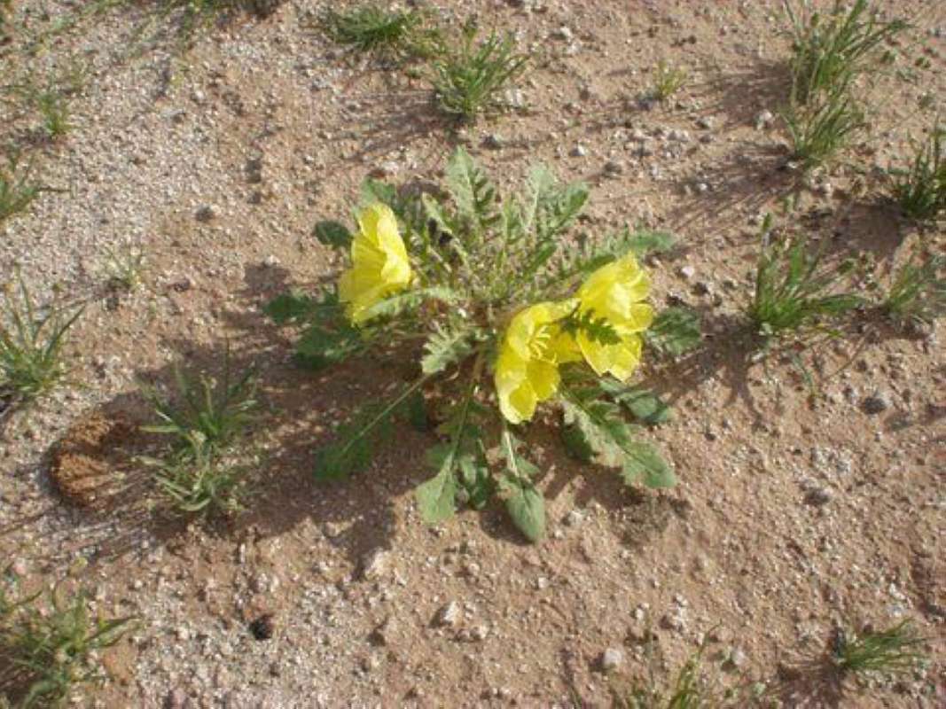 Flower - Side View<br>(Location of Picture: Arizona, near Mexico, USA, 2014)