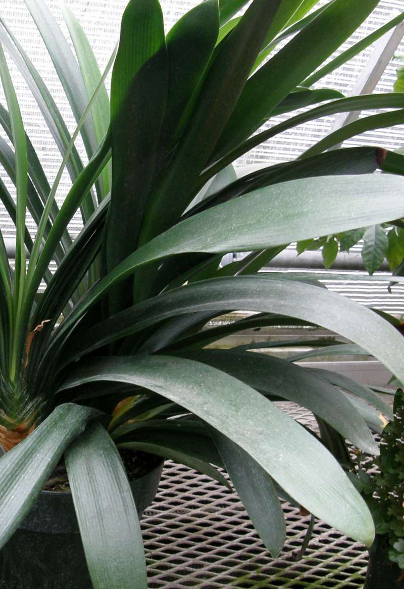 Leaves<br>(Location of Picture: Manito Garden, Wa., USA, 2014)