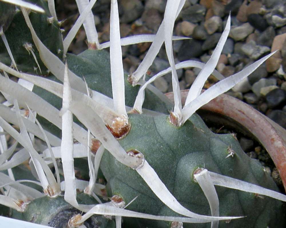 Spines<br>(Location of Picture: Manito Garden, Wa., USA, 20414)