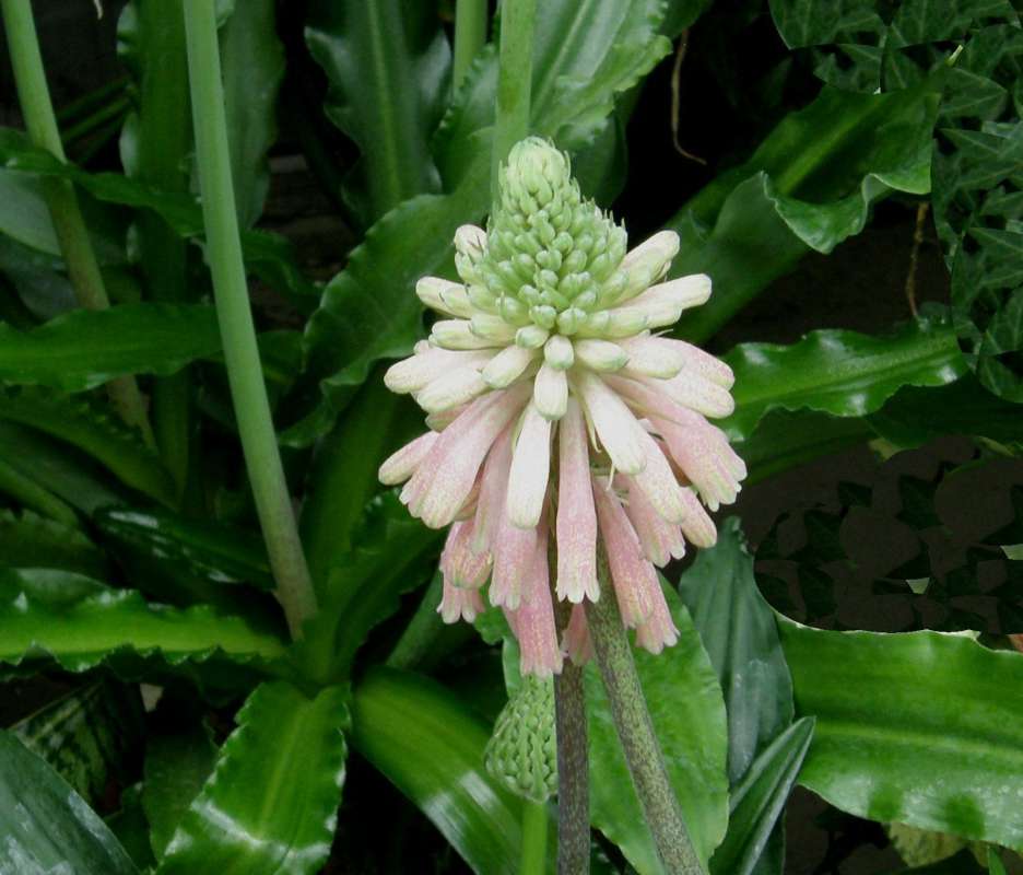 Flower Head - Close View<br>(Location of Picture: Manito Garden, Wa., USA, 2014)