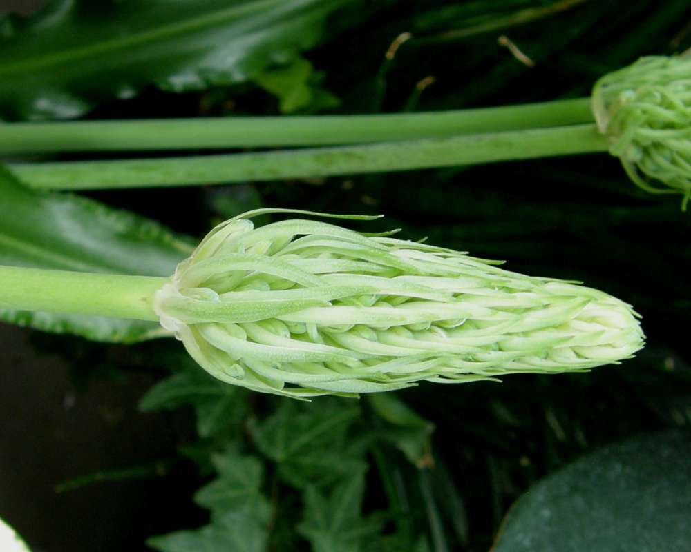Bud<br>(Location of Picture: Manito Garden, Wa., USA, 2014)