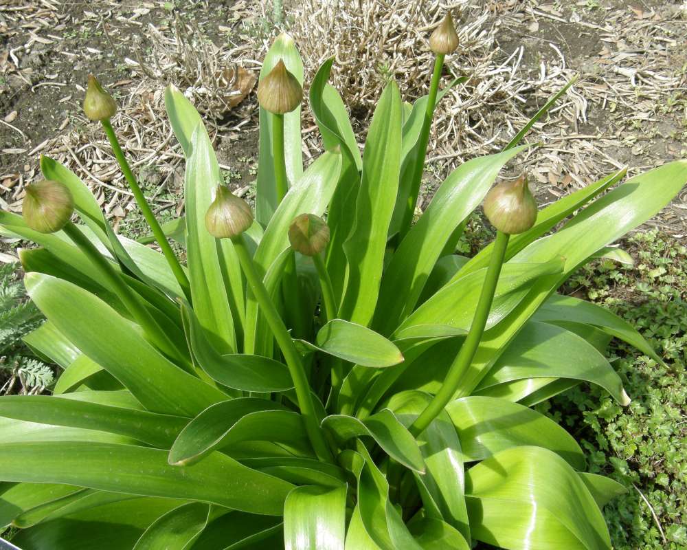 Top of Plant - Pre Bloom<br>(Location of Picture: Manito Garden, Wa., USA, 2014)