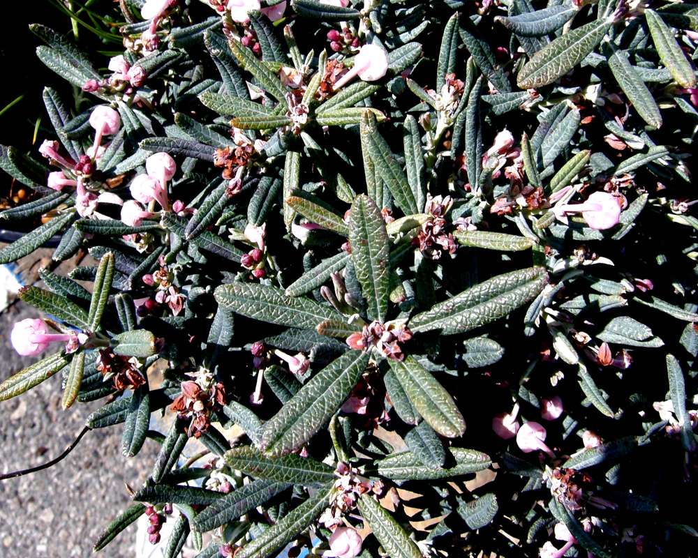 Top of Plant in Bloom<br>(Location of Picture: Commercially Grown)