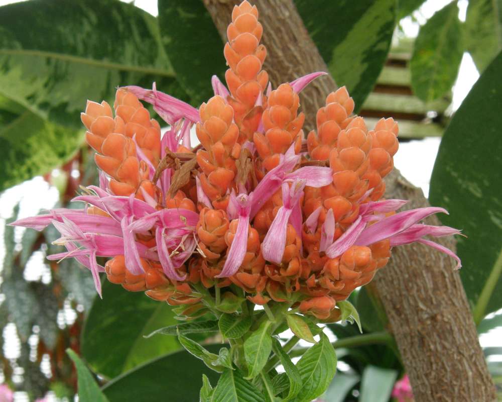 Flower Head Side View<br>(Location of Picture: Mantio Garden, Wa., USA, 2014)