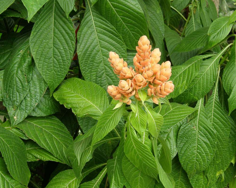 Top of Plant in Bloom<br>(Location of Picture: Mantio Garden, Wa., USA, 2014)