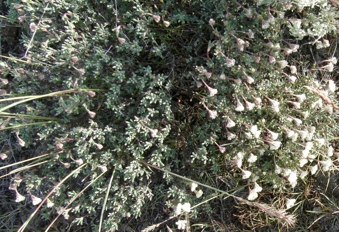 Top of Plant in Bloom<br>(Location of Picture: Wilbur, Washington, 2014)