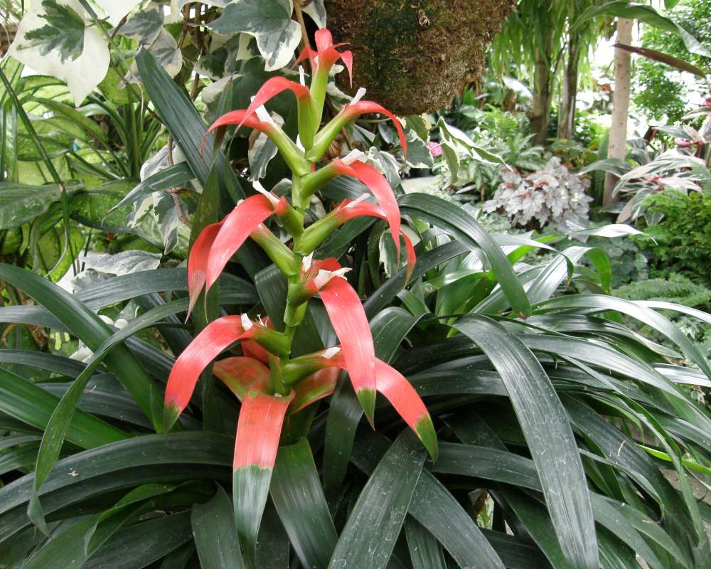 Top of Plant in Bloom<br>(Location of Picture: Manito Garden, Wa., 2014)