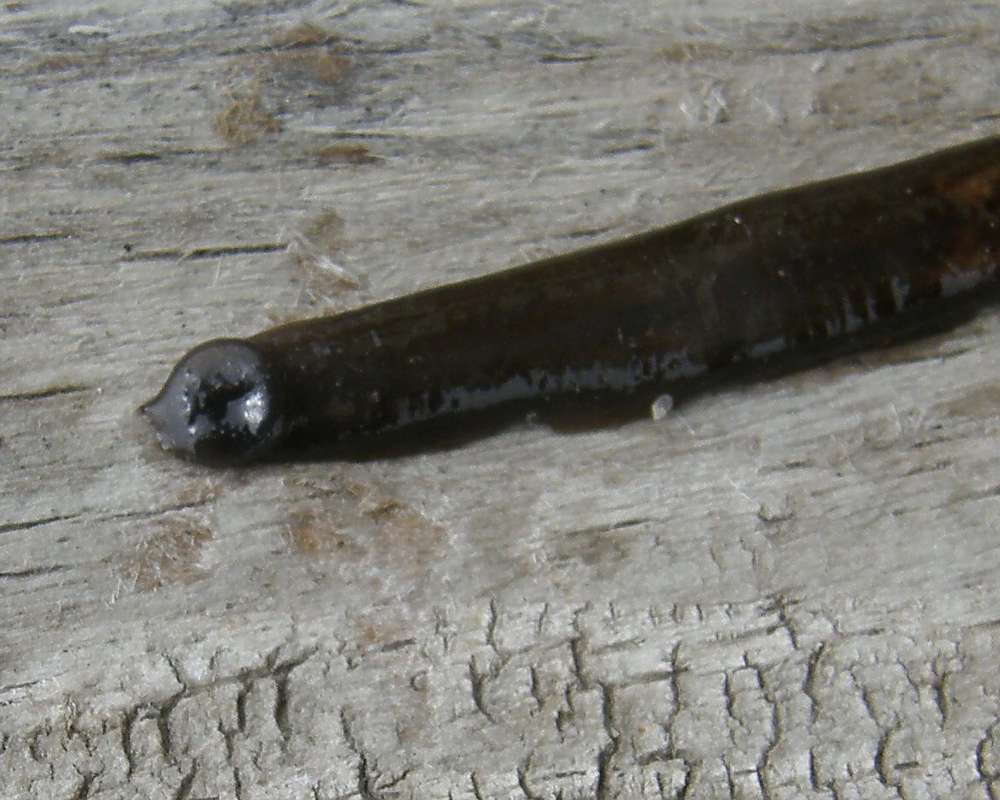 View of Mouth<br>(Location of Picture: Rebecca Lake, Washington, 2014)