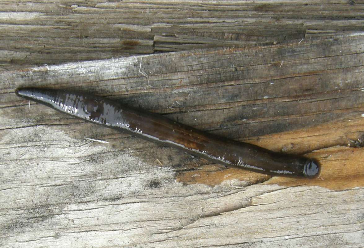Ventral View<br>(Location of Picture: Rebecca Lake, Washington, 2014)