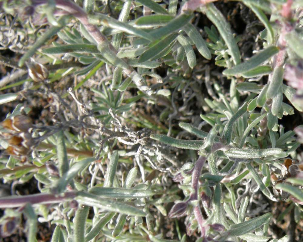 Leaves<br>(Location of Picture: Wilbur, Washington, USA, 2014)