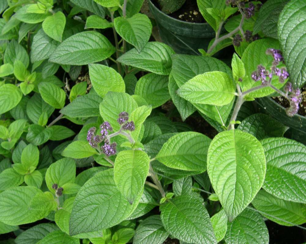 Top of Plant in Bloom<br>(Location of Picture: Manito Garden, Washington, 2014)