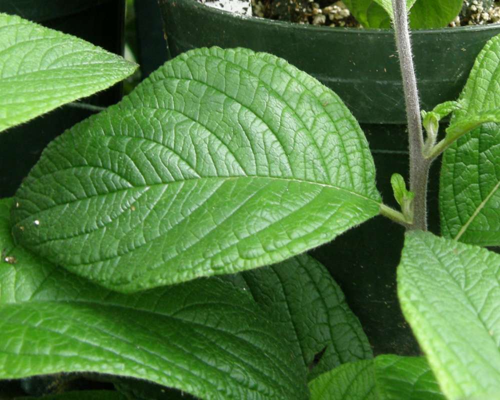 Leaf and Stem<br>(Location of Picture: Manito Garden, Washington, 2014)