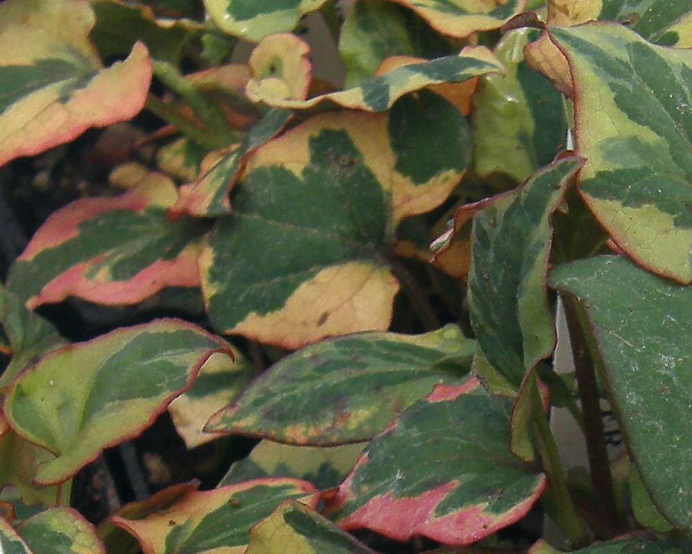 Leaves<br>(Location of Picture: Shady Creek Nursery, Wa., 2014)
