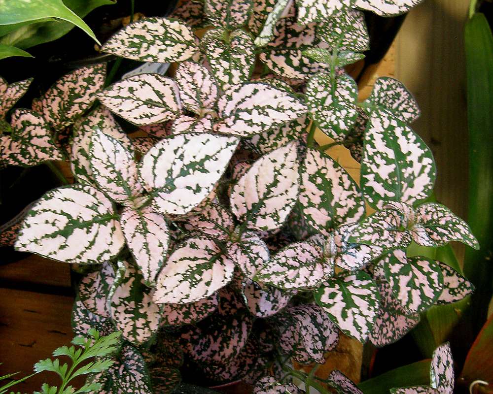 White Leaves<br>(Location of Picture: Commerical, Washington, 2014)