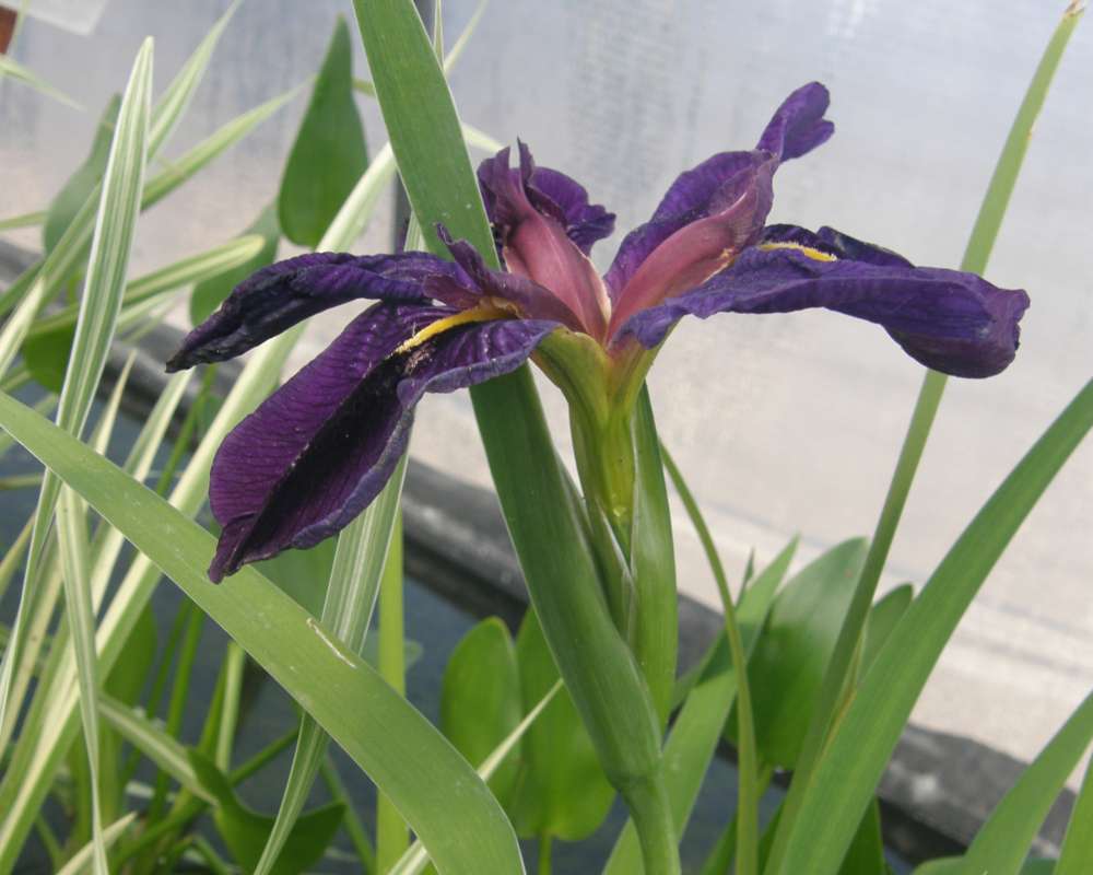 Flower - Side View<br>(Location of Picture: Shady Creek Nursery, Wa., 2014)
