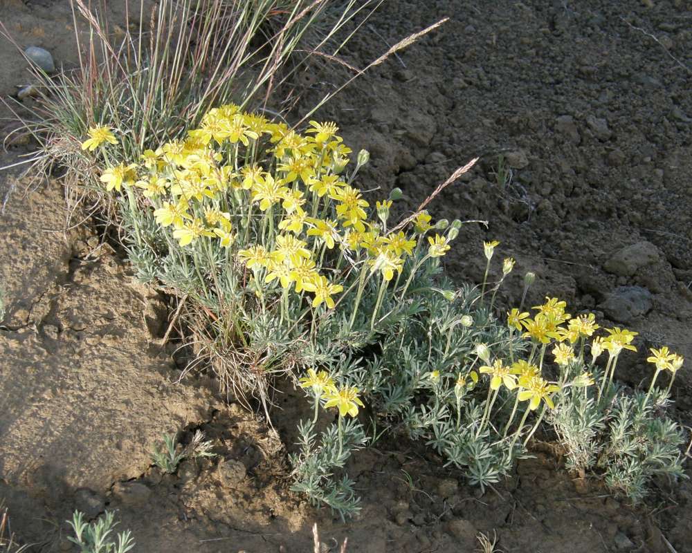 Habitat View<br>(Location of Picture: Wilbur, Washington, USA, 2014)