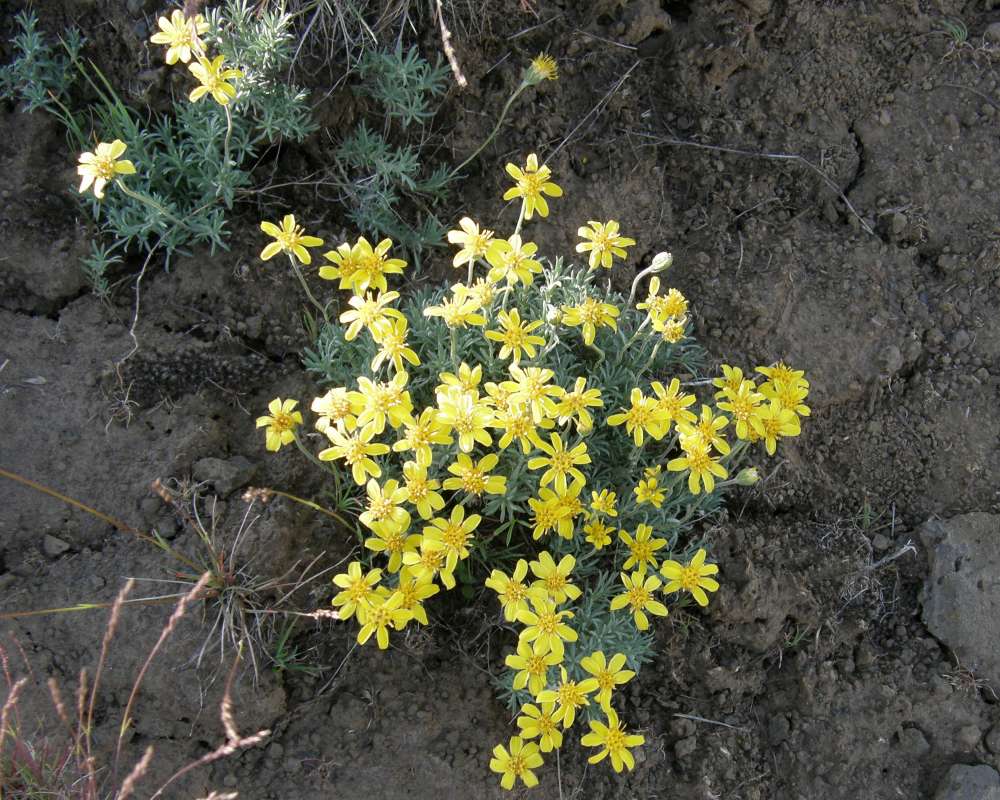 Top of Plant in Bloom<br>(Location of Picture: Wilbur, Washington, USA, 2014)