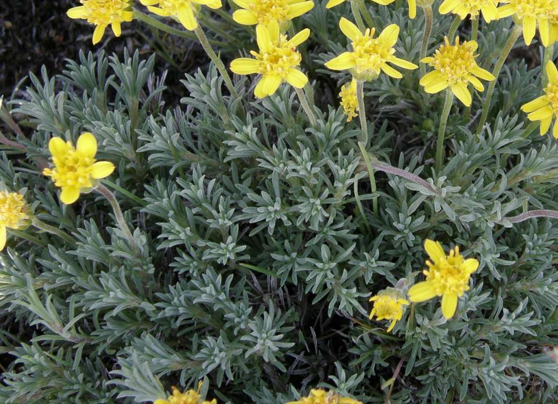 Leaves<br>(Location of Picture: Wilbur, Washington, USA, 2014)