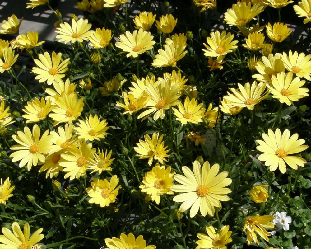 Top of Plant in Bloom<br>(Location of Picture: Commerical)