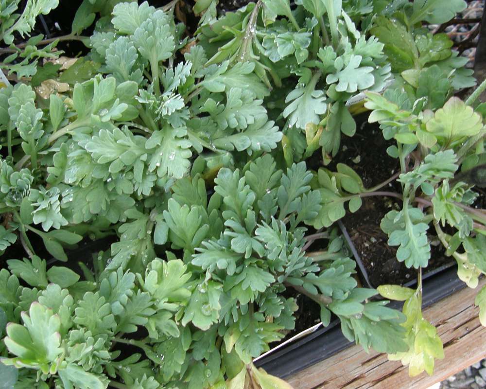 Silhouette<br>(Location of Picture: Shady Creek Nursery, Wa., 2014)