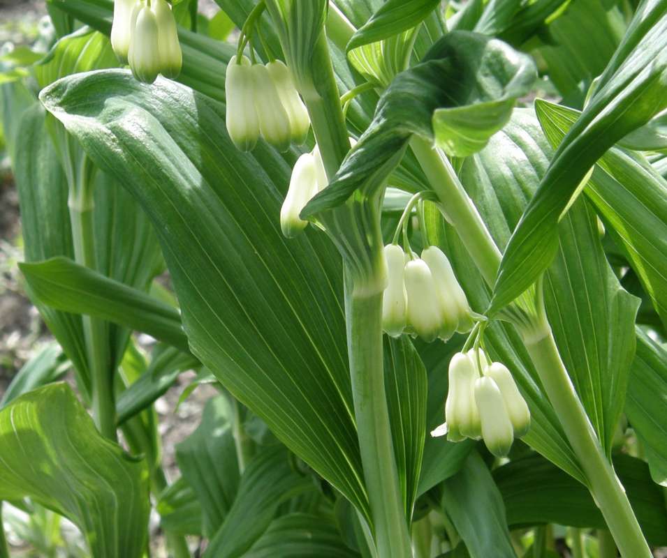 Stem<br>(Location of Picture: Manito Garden, Washinton, USA)
