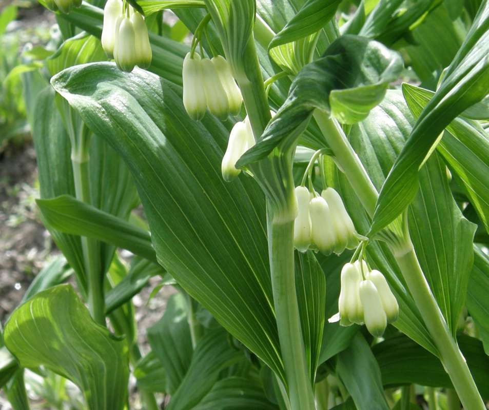 Leaf<br>(Location of Picture: Manito Garden, Washinton, USA)