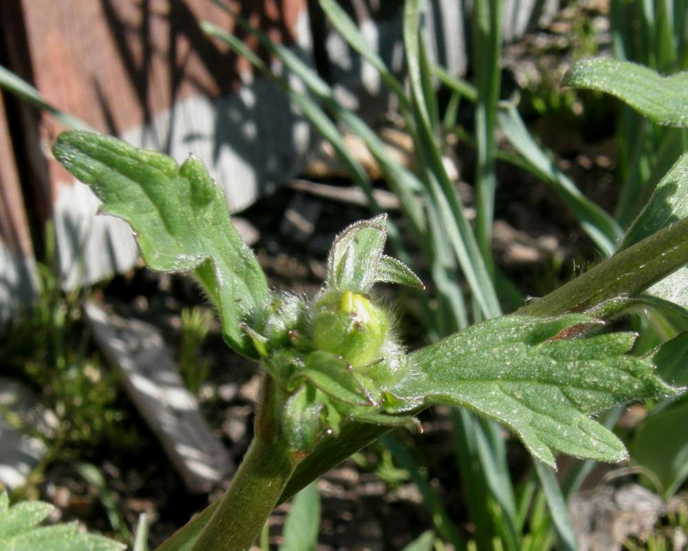 Bud<br>(Location of Picture: Twisp River, Washington, 2014)