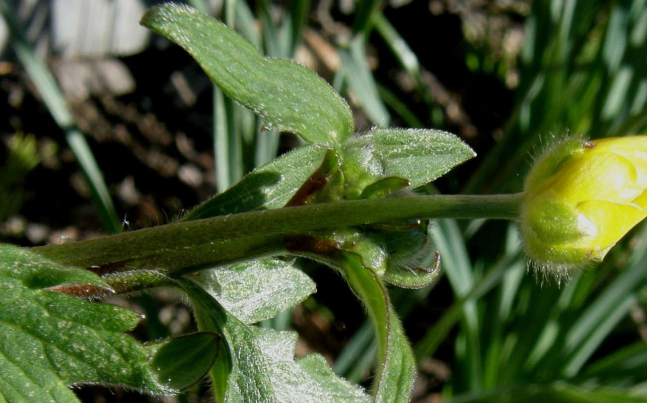 Stem<br>(Location of Picture: Twisp River, Washington, 2014)