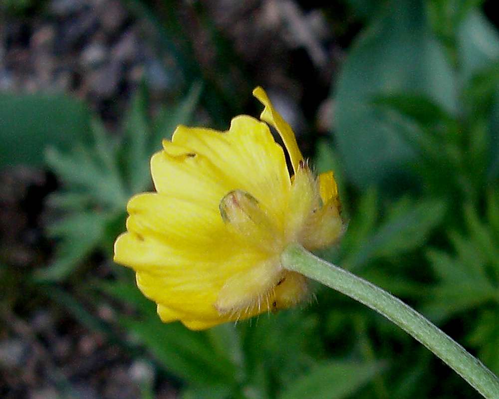 Flower - Rear View<br>(Location of Picture: Twisp River, Washington, 2014)