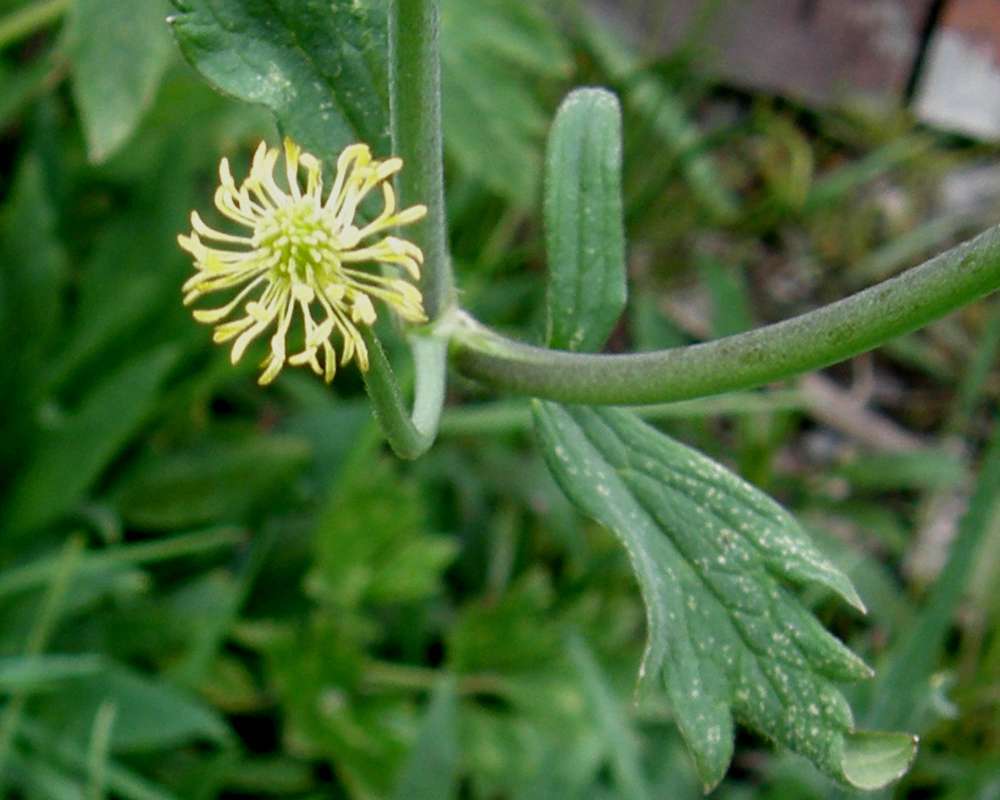 Seed Head<br>(Location of Picture: Twisp River, Washington, 2014)