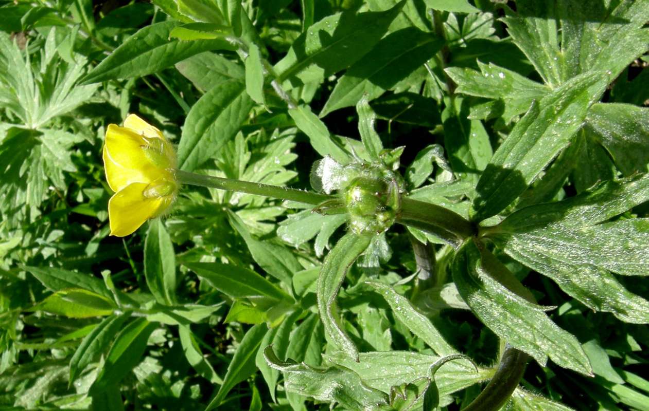 Flower - Side View<br>(Location of Picture: Twisp River, Washington, 2014)