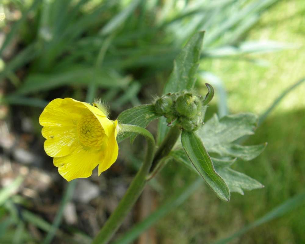 Top of Plant in Bloom<br>(Location of Picture: Twisp River, Washington, 2014)