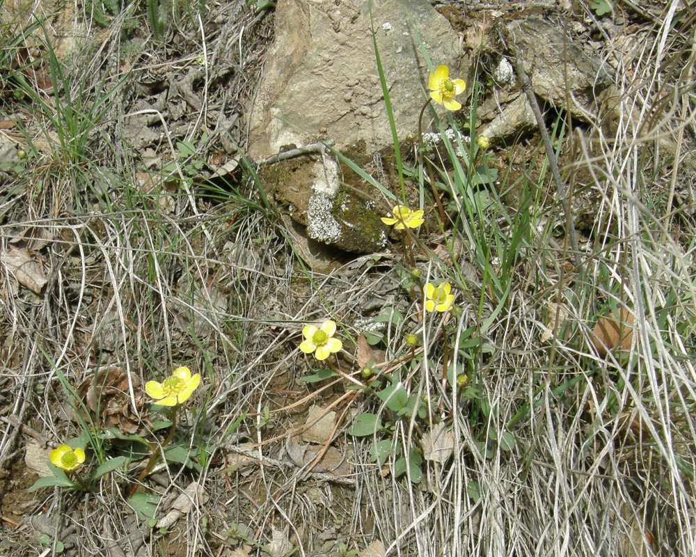 Habitat View<br>(Location of Picture: Okanogan, Wa., USA, 2014)