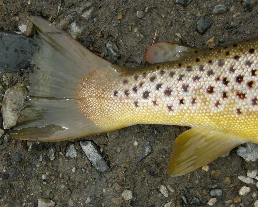 Tail<br>(Location of Picture: Leader Lake, Washington, 2014)
